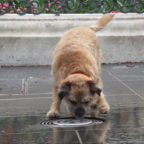 Meet your Posher, Abby - Picture 1 of 1